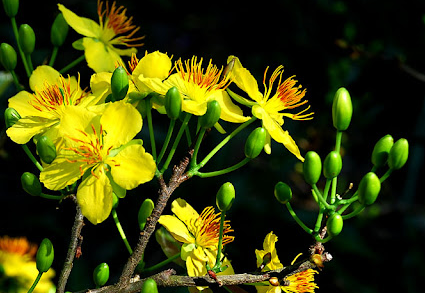 VƯỜN MAI VÀNG ( HOA MAI NGÀY TẾT)  BÌNH DƯƠNG -  CUNG CẤP CÂY MAI DỊP TẾT 2025 GIÁ RẺ